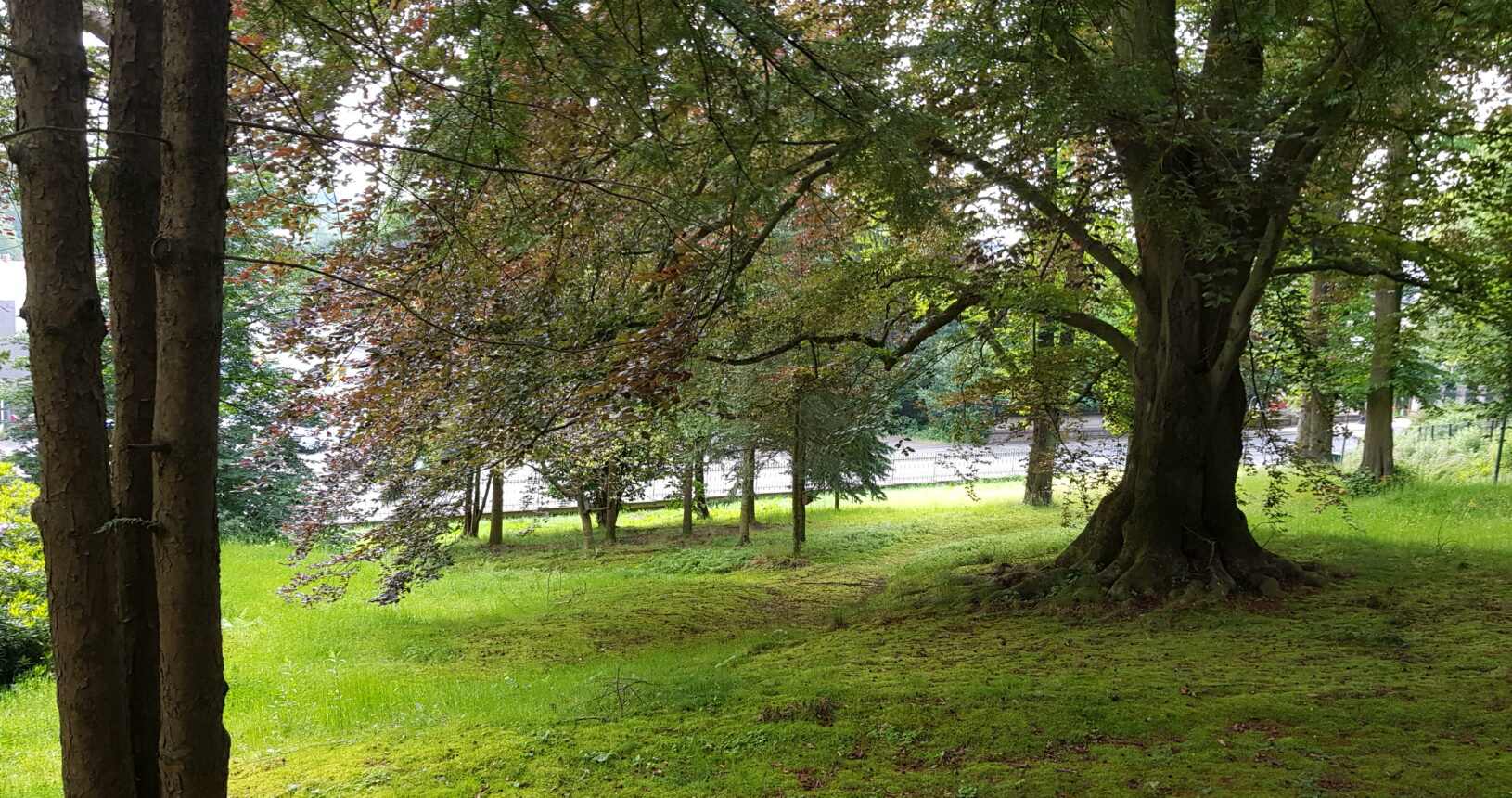 Der Blick auf den Parkbereich vor dem Schulgebäude. Im Fokus steht eine große Blutbuche.