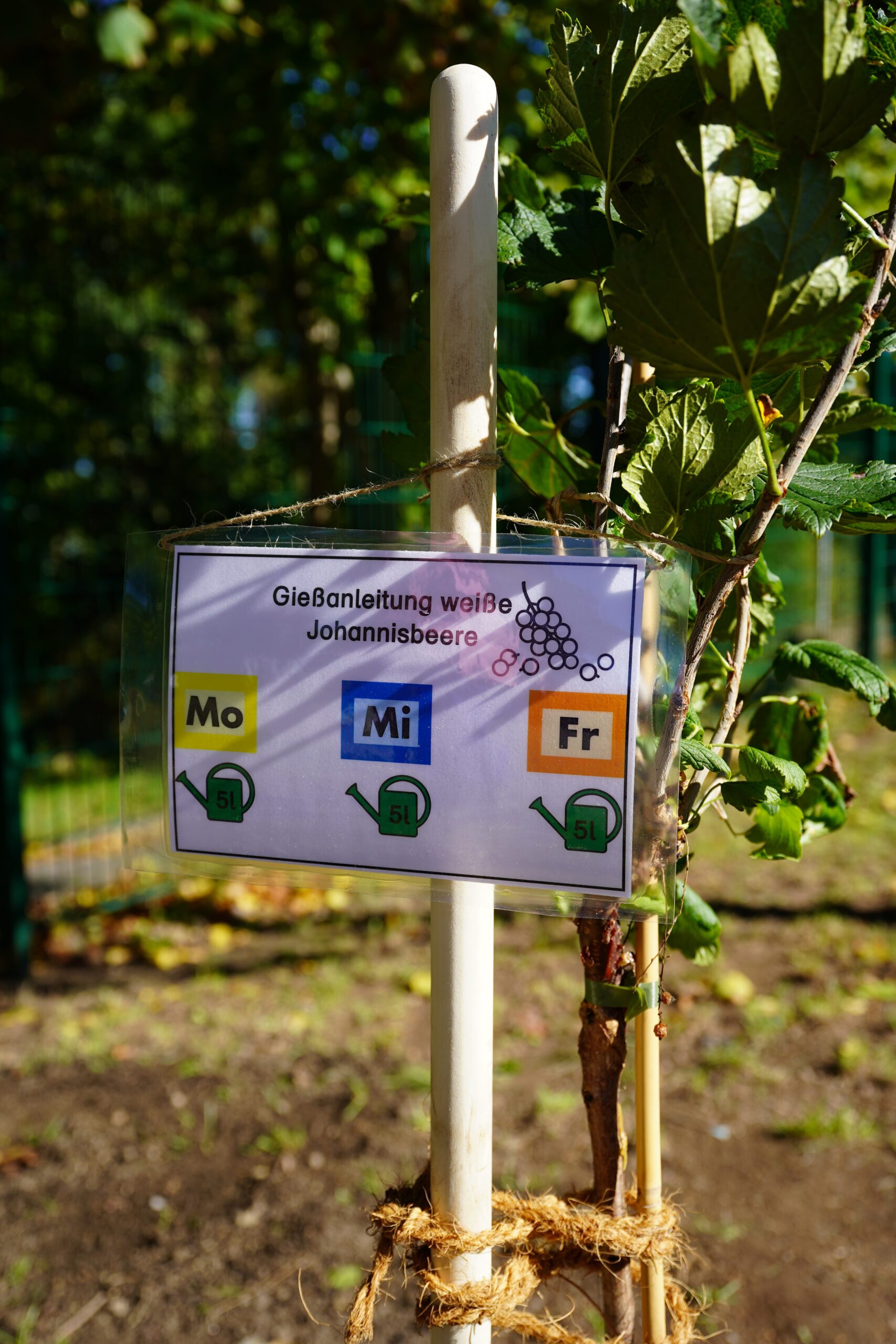 Ein weißer Johannisbeerstrauch im neu angelegten Obstgarten. An dem Stock, der den Strauch stützt, hängt ein Zettel mit der Aufschrift "Gießanleitung weiße Johannisbeere". Dazu sind die Tage Montag, Mittwoch und Freitag mit jeweils einer 5-Liter Gießkanne abgebildet.